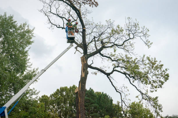 Tree Branch Trimming in Intercourse, PA